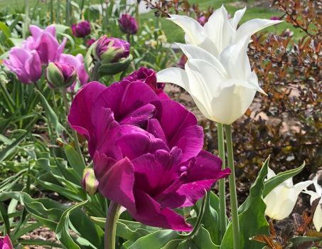 20 Deer Resistant Tulips Bulbs-Wildflower Mixture